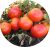 Tomatoes Eleanor