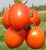 Tomatoes Tenor F1