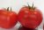 Tomatoes Akela F1