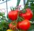 Tomatoes Batch F1