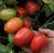 Tomatoes Semalus F1