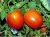 Tomatoes Semaprim F1