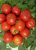 Tomatoes Jablonka Russia