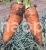Carrot Ed Shantane Coredo