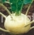 Cabbage Kohlrabi White