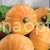 Pumpkin Amazon