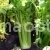 Celery Petiolate