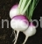 Turnip Purple