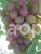 Grapes Jubilee Kherson