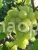 Grapes PZA-8 - 11