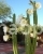 Cacti (cacti care) T .  Tillage .  T .  Pachanoi Br .  Et R .