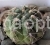 Cacti (cacti care) D .  Baldianum G .  Baldianum (Speg .  ) Speg .