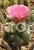 Cacti (cacti care) D .  Denudatum .  G .  Denudatum (Lk .  Et About .  ) Pfeiff .