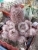 Cacti (cacti care) M + .  Mazatlanenzis .  M .  Mazatlanensis (Reb .  ) K .  Sch .  Et Giirke .
