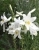 Lilies WHITE (KANDIDUM)