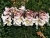 Lilies Regalia (Royal)