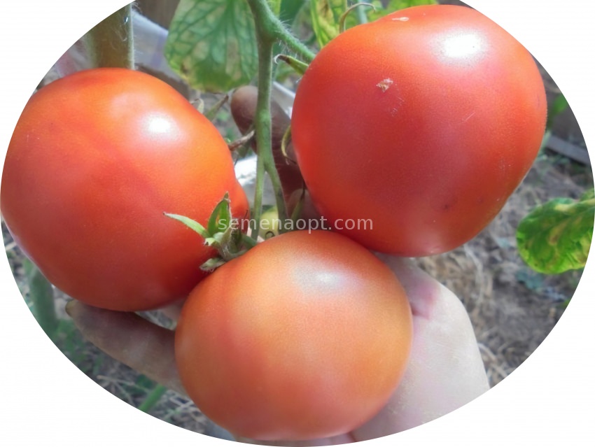 Tomato Slavic Seeds masterpiece Vegetable Seeds average early #12181