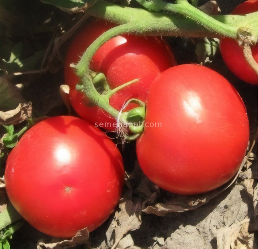 Сорта и гибриды красноплодных томатов черри