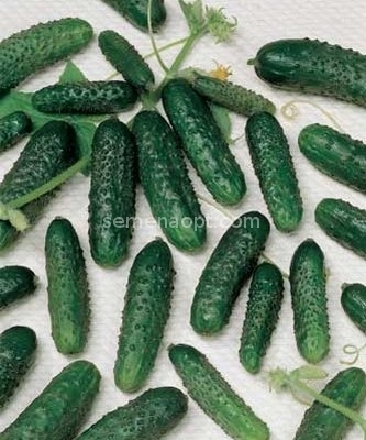 Self-Pollinated Cucumber Seeds "Marinda F-1" 