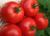 Tomatoes Volgogradets