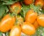 Tomatoes De Barao Orange