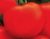 Tomatoes Dream gardener