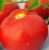Tomatoes Agatha