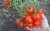 Tomatoes Tolstoy F1