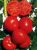 Tomatoes Mercury