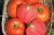 Tomatoes Yurand