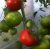 Tomatoes Kakadu