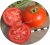 Tomatoes Perun