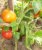 Tomatoes Betta