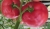 Tomatoes Donna Rosa F1