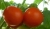 Tomatoes Raissi F1