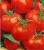 Tomatoes Semko Union F1