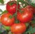 Tomatoes Semko-99 F1