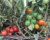 Tomatoes Stupike (Moravian miracle)