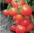 Tomatoes Overture NC-F1