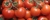 Tomatoes Shagane F1