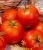 Tomatoes Volgograd 323