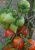 Tomatoes Hybrid-2 Tarasenko red