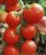 Tomatoes Charoit