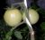 Tomatoes Barnaul Canning