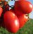 Tomatoes Generator F1