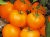 Tomatoes Orlik