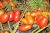 Tomatoes Lapwing