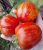 Tomatoes Sher Khan