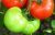 Tomatoes Gorlinka