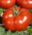Tomatoes Tattletale F1